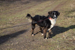 BlackyVorschau