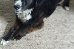Blacky