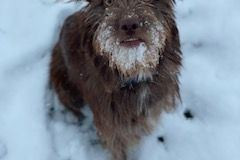 Bruno1