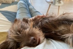 Bruno2