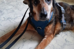 2025_Gnadenhof_Buddy_Tiedke