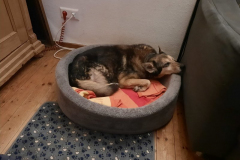 2025_Gnadenhof_Buddy_Tiedke2