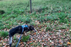 2025_Gnadenhof_Buddy_Tiedke4