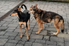 2025_Gnadenhof_Buddy_Tiedke5