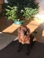2021_Daisy_Glueckskind