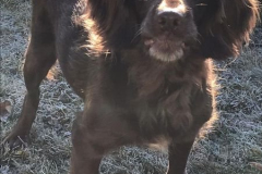 2021_Daisy_Glueckskind2