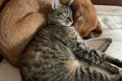Emma_Katze_mit-Paul_THH2019