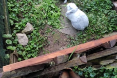 Emma-und-Kaninchen