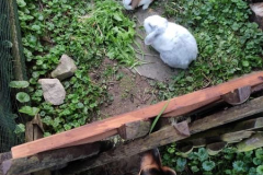 Emma-und-Kaninchen2
