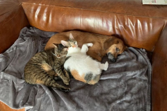 2021_Paul_mit-Katzen