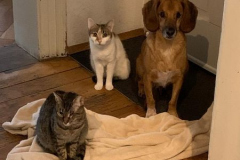 Billmann_Paule_und-Katzen