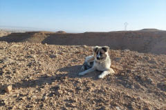 Kimba
