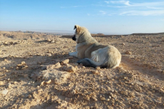 Kimba1