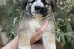 Kimba3