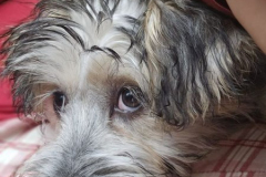 Trixi