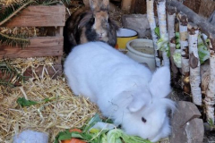 Hasen3
