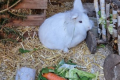 Frosti_Heidi