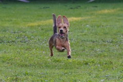 Hunderennen