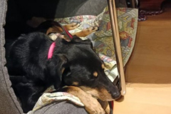Ivy2