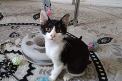 PrivatKatze
