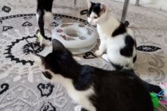 PrivatKatze1