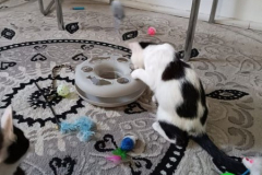PrivatKatze2