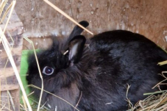 2026_Kaninchen_Karla