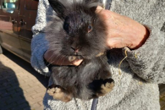 2026_Kaninchen_Karla2