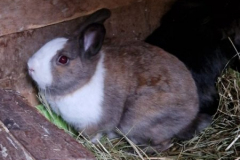 2026_Kaninchen_Knut