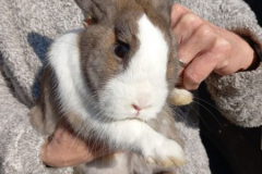 2026_Kaninchen_Knut_2