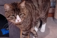 2025_Kater_Loki_Funk_Animalta