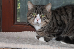 2025_Loki_Brenner-Kater-1