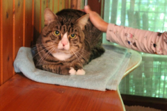 2025_Loki_Brenner-Kater-4