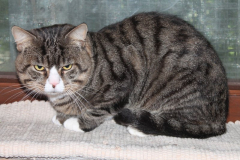 2025_Loki_Brenner-Kater-8