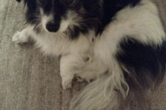 Lola1