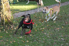 lucy-lou-neu