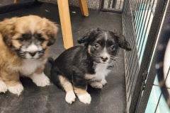 2026_Privatabg_Balser_Luna_Max