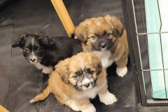 2026_Privatabg_Balser_Luna_Max_Moritz