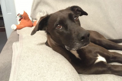 Merlin-Sofa-1