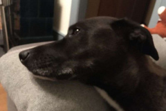 Merlin-Sofa