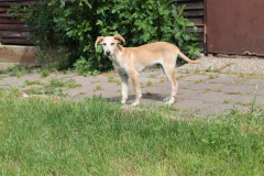 2026_Sitia_Oscar_Balser-2