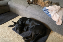 2026_Sitia_Roxy_Vogel2