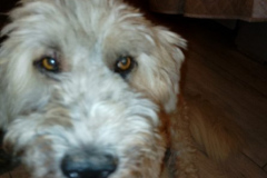 IMG-20260216-WA0008