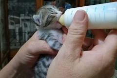 schoppelkitten