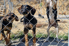 2025_Sitia_neues-Shelter8