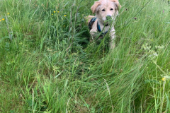 Sofie