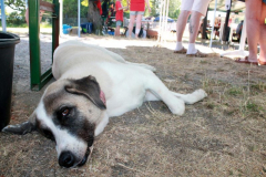 2025_Sommerfest-401
