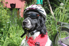 2023_Sammy-Stadtradeln1