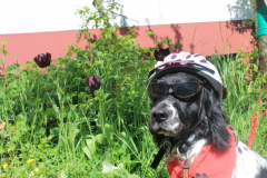 2023_Sammy-Stadtradeln111