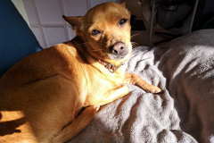 2026_Stella_Sizilien_Balser2